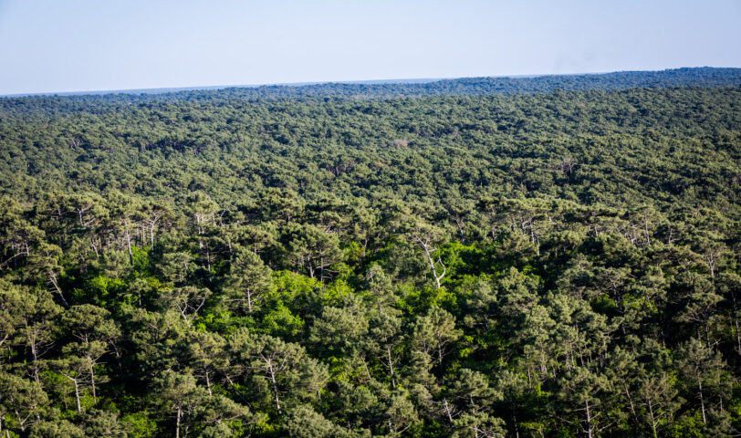 2015 05 07 pgs foret pyla martin flaux 5 D2 6912